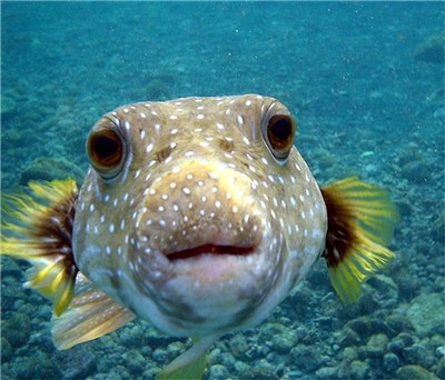 Pufferfish